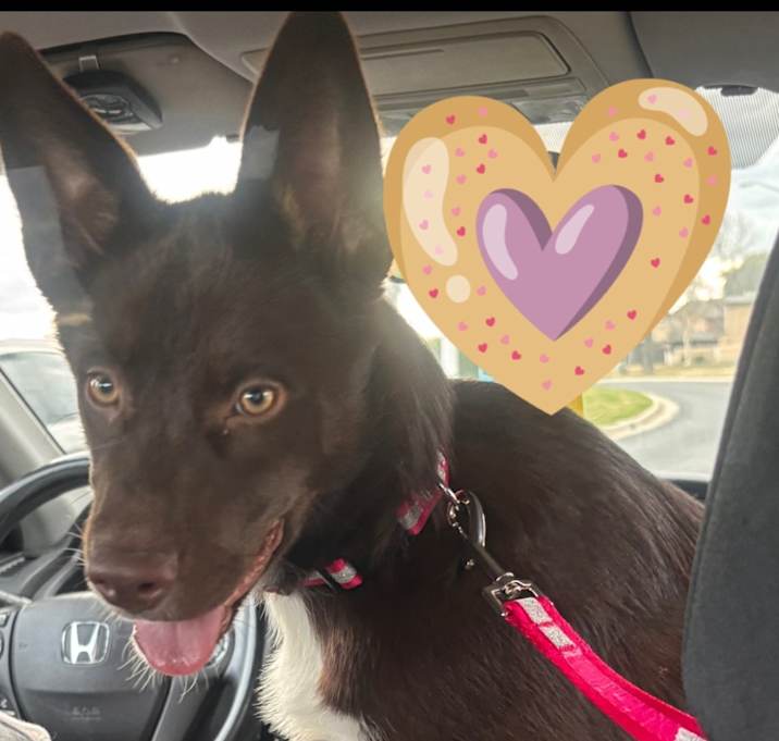 Photo of Cinnamon