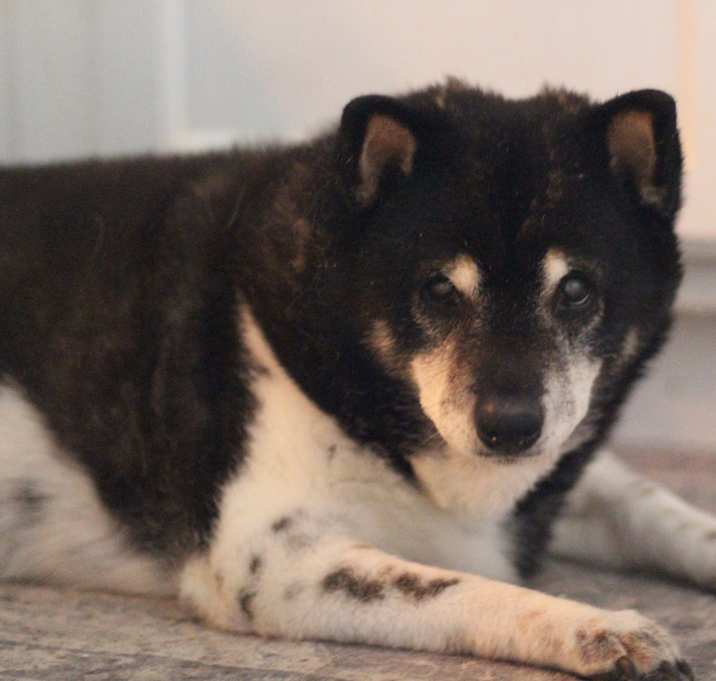 Photo of Tanuki