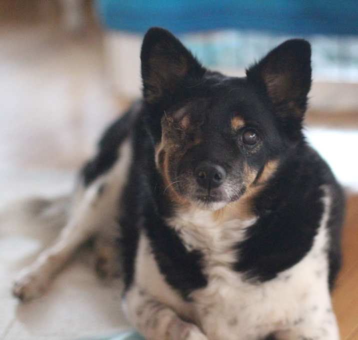 Photo of Stella