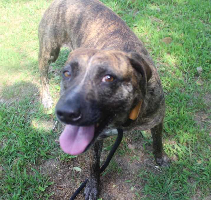 Photo of Pepper
