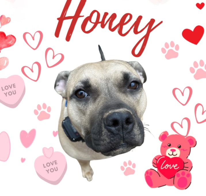 Photo of Honey 24-0140