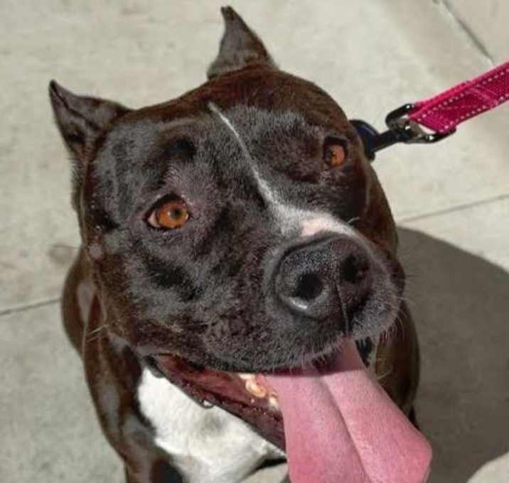 Photo of Maura - Adopt Me!