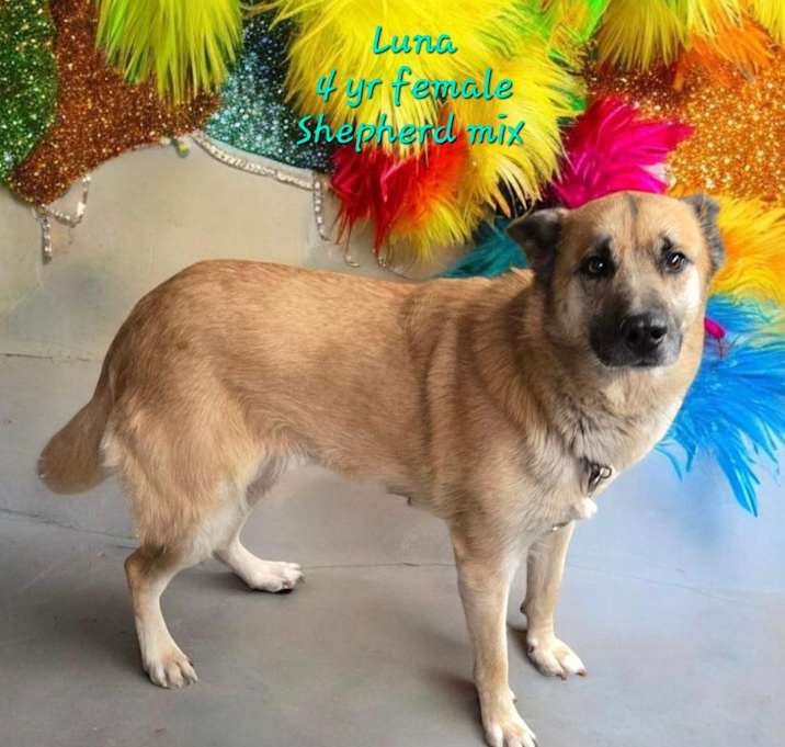 Photo of Luna