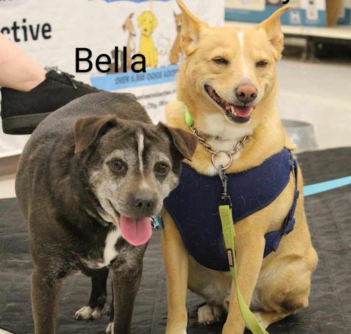 Photo of Bella