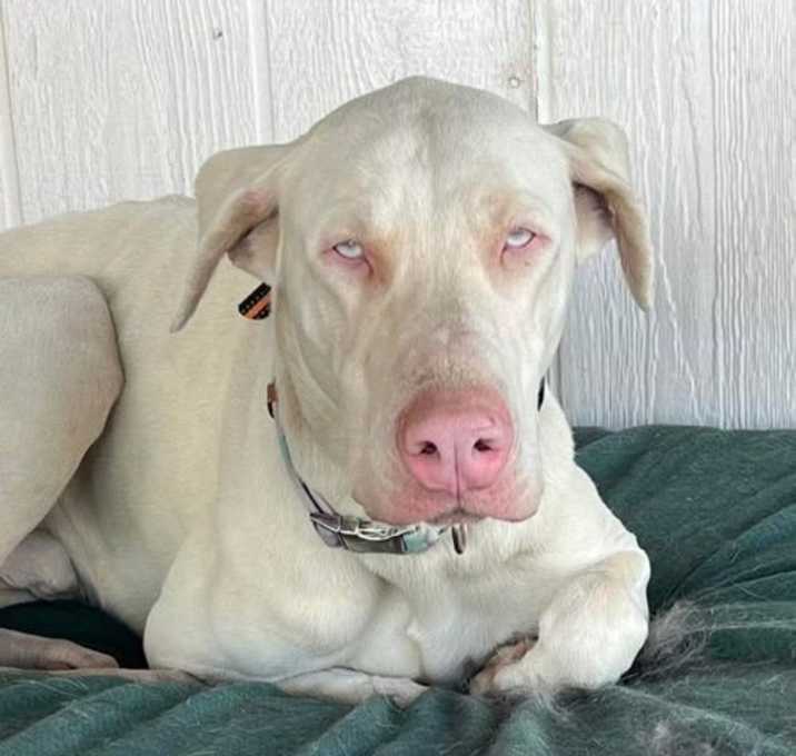 Photo of Casper