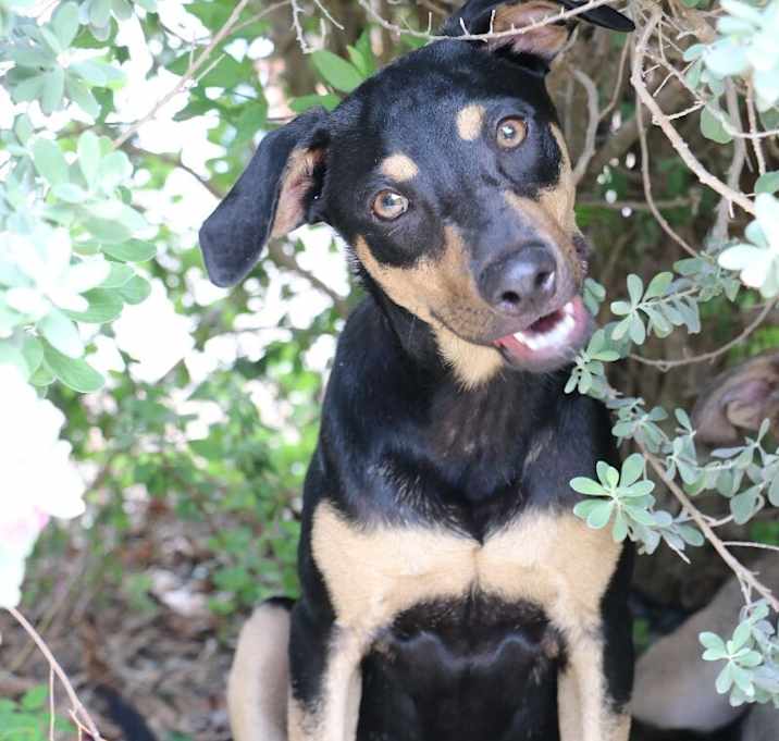 Photo of Rico Greenwood the Happy Playful Pup