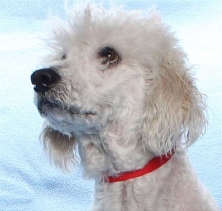 Photo of SIMBA