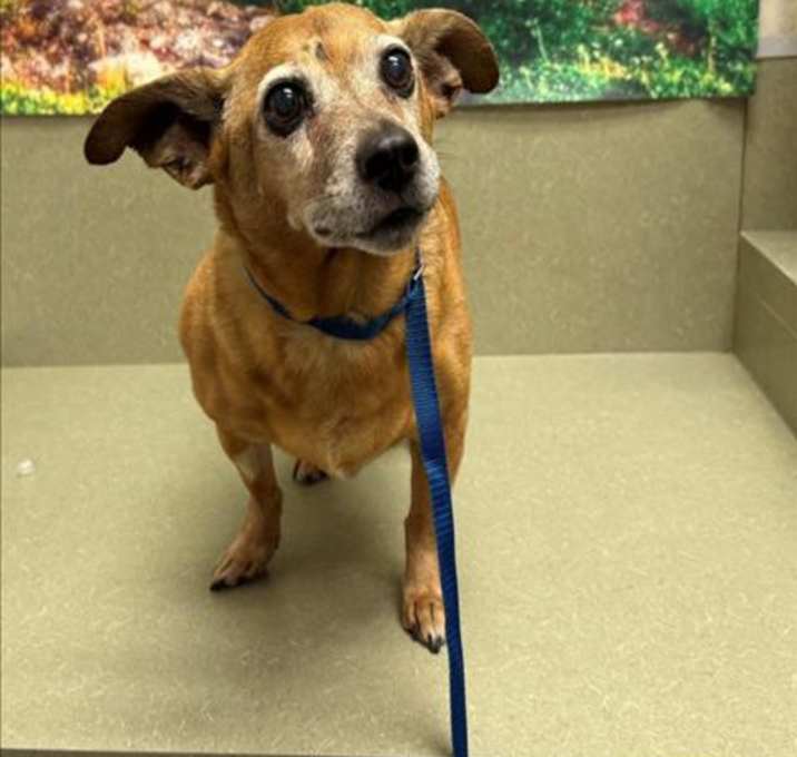 Photo of URGENT! SHELTER IS FULL