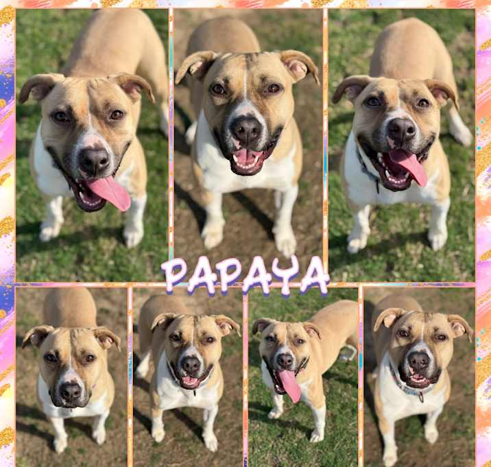 Photo of Papaya