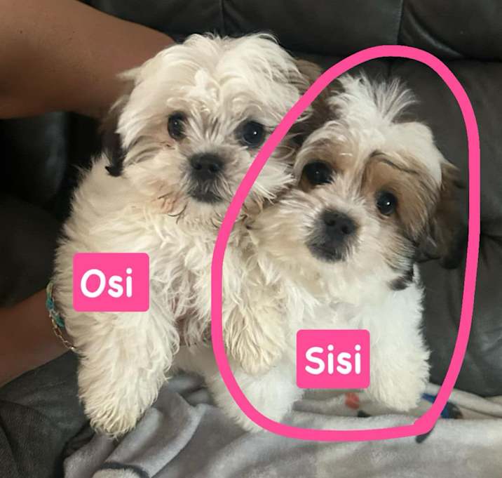 Photo of Sisi