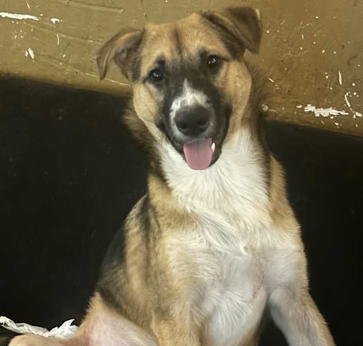 Photo of Hopper