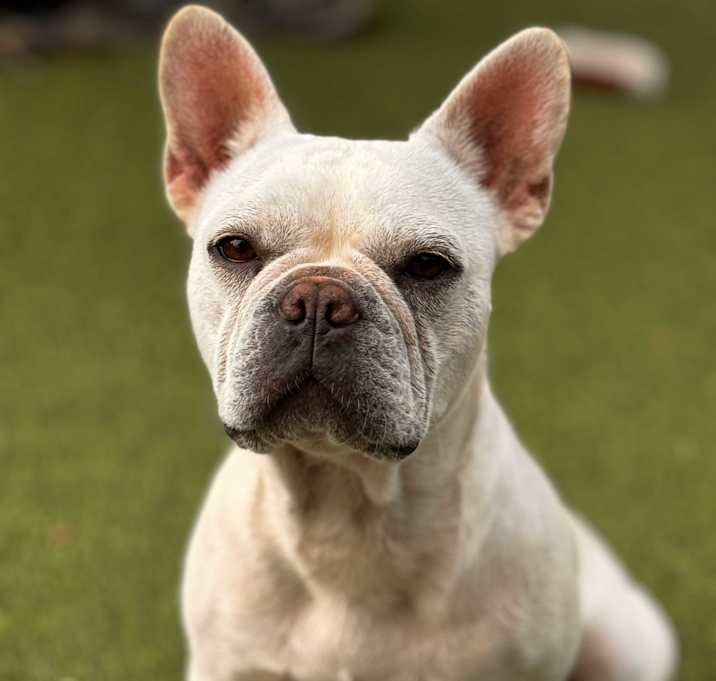 Photo of Lulu