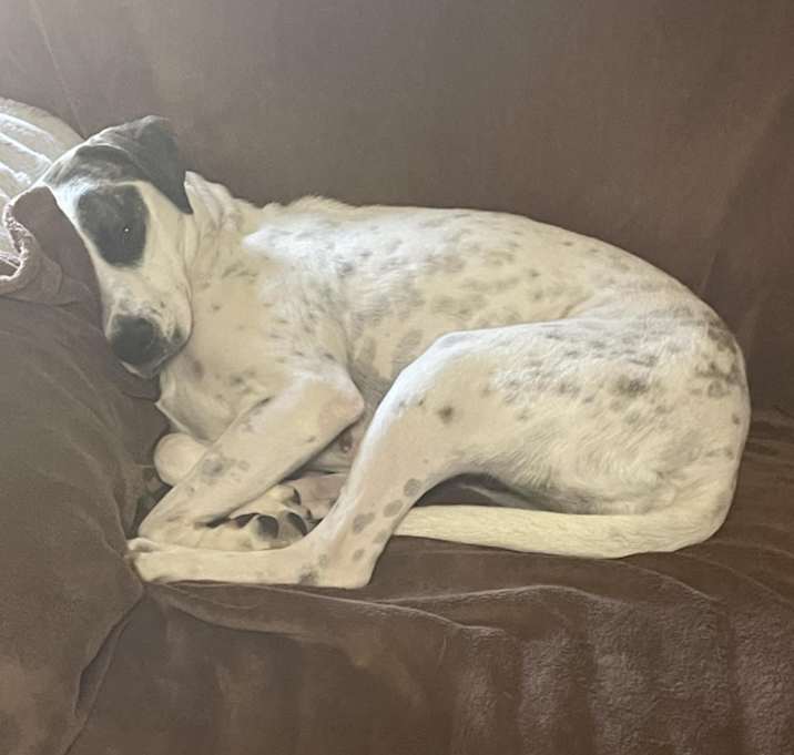 Photo of Bella