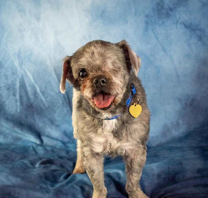 Photo of Ziggy