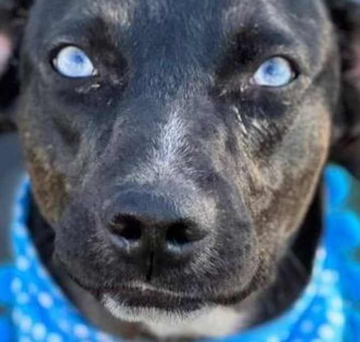 Photo of Asher (Mexico) sv