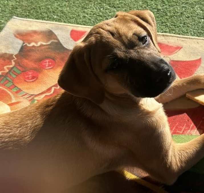 Photo of Pumpkin