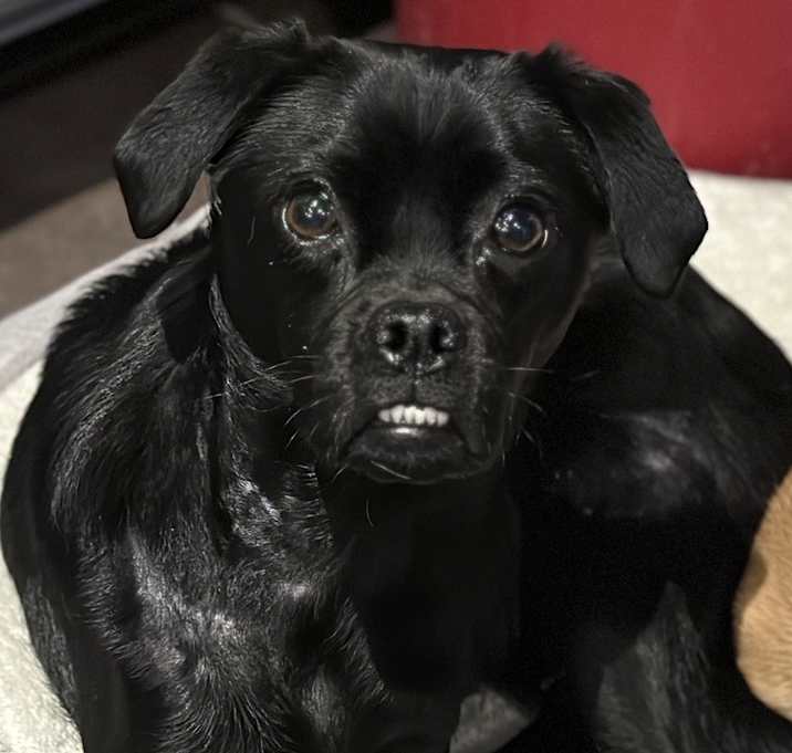 Photo of Tappy