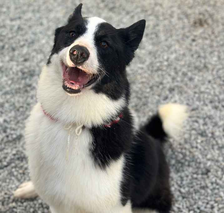 Photo of Oreo
