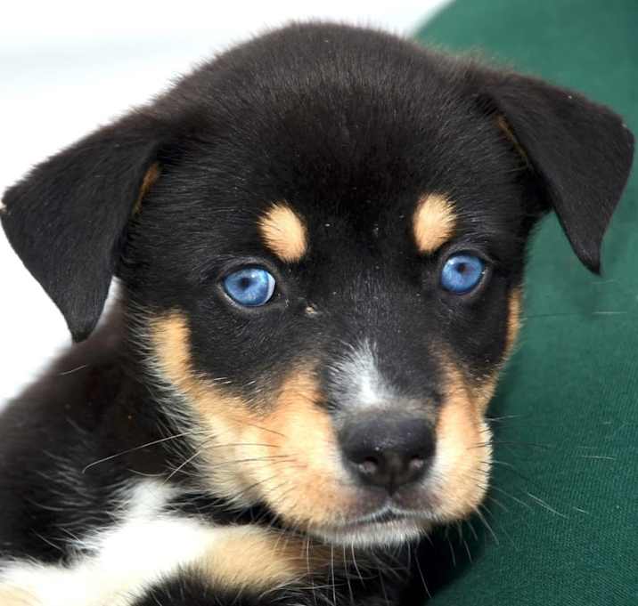 Photo of Baby Girl Nebula