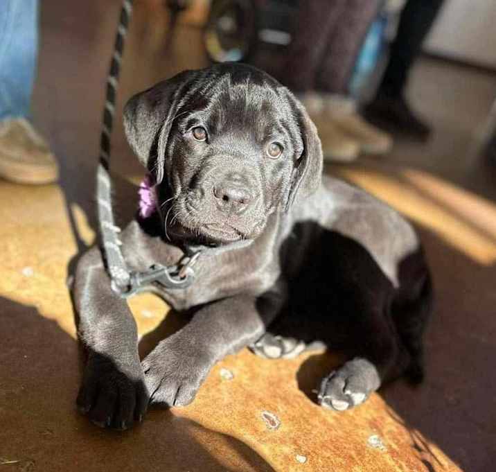 Photo of Choo Choo - Adoption Pending!