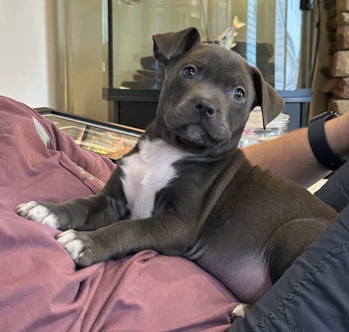 Photo of Baby Dusty