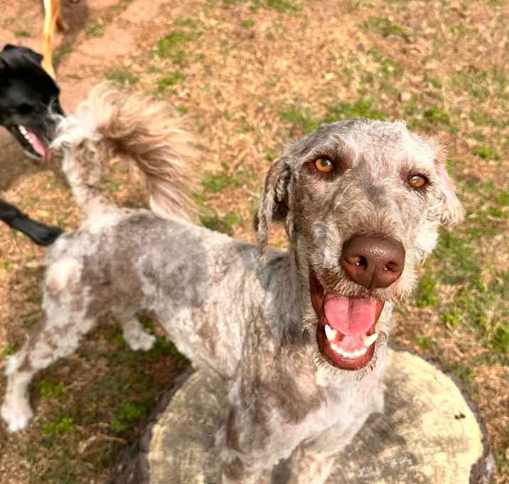 Photo of Tilly