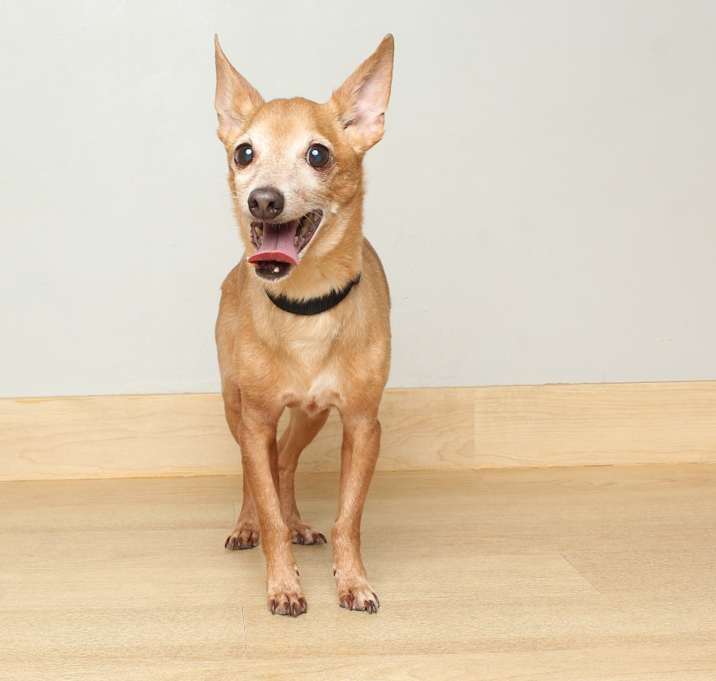 Photo of Goldy D64353