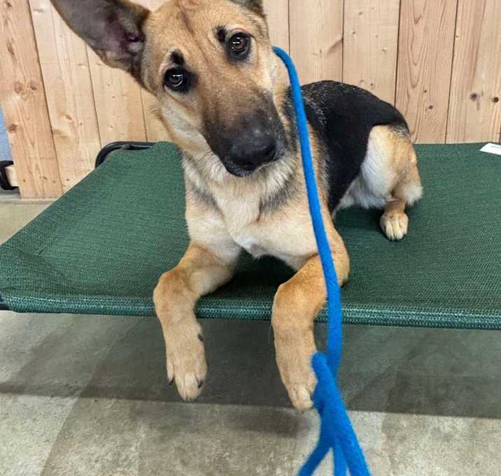 Photo of Laramie (FOSTERED IN MD)