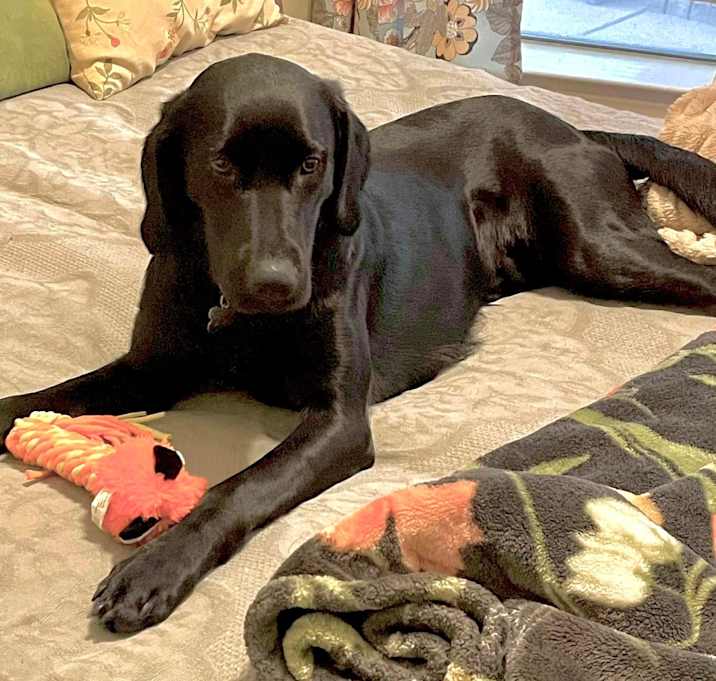 Photo of Baxter