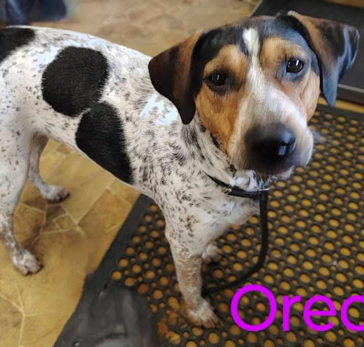 Photo of Oreo