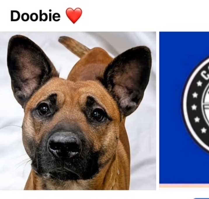 Photo of DINGO