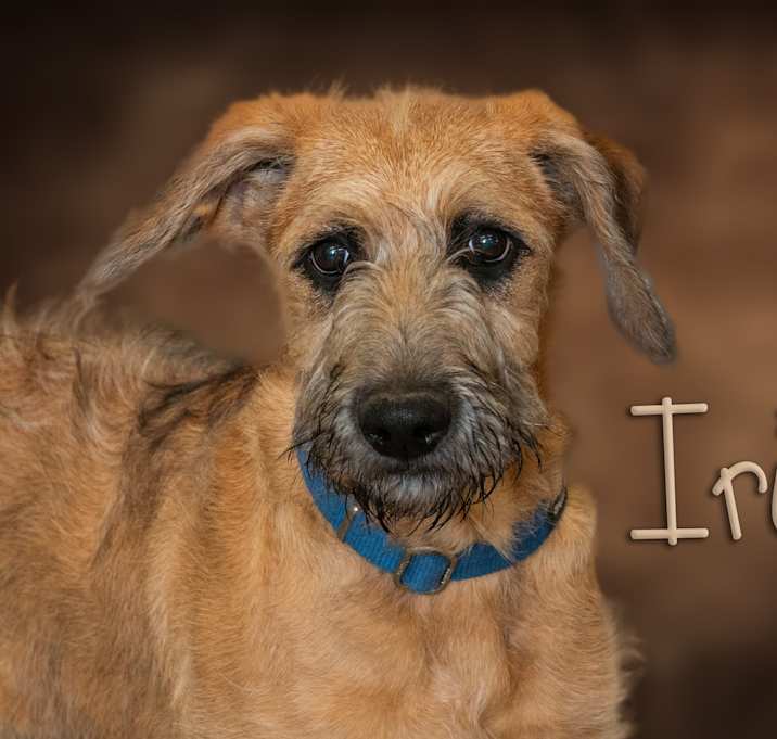 Photo of Iris