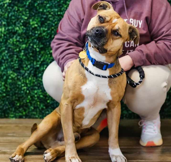 Photo of Sherlock (Sponsored)
