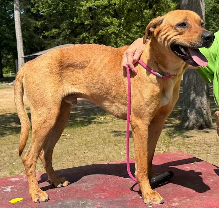Photo of Atticus (Town and country rd)