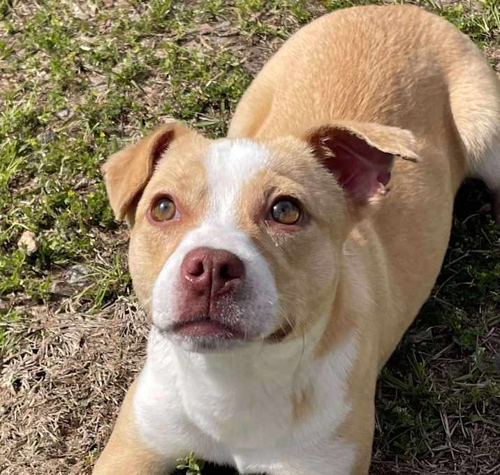 Photo of MADELINE/URGENT