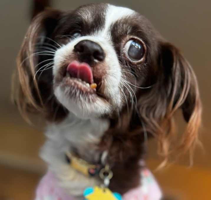 Photo of FIONA (DIABETIC)