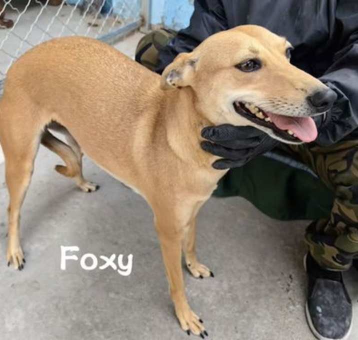 Photo of Foxy
