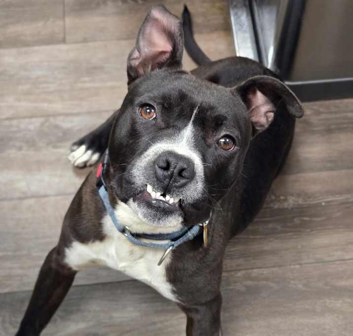 Photo of Banjo