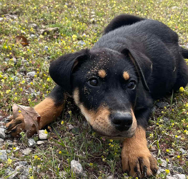 Photo of DUKE/URGENT
