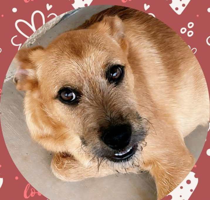 Photo of OSCAR - Tri Pawd!