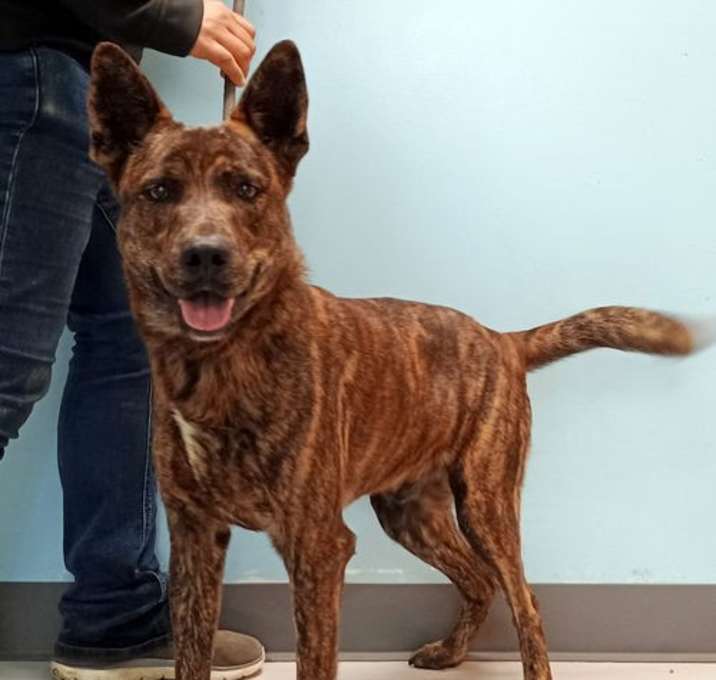 Photo of ROSCOE #10044