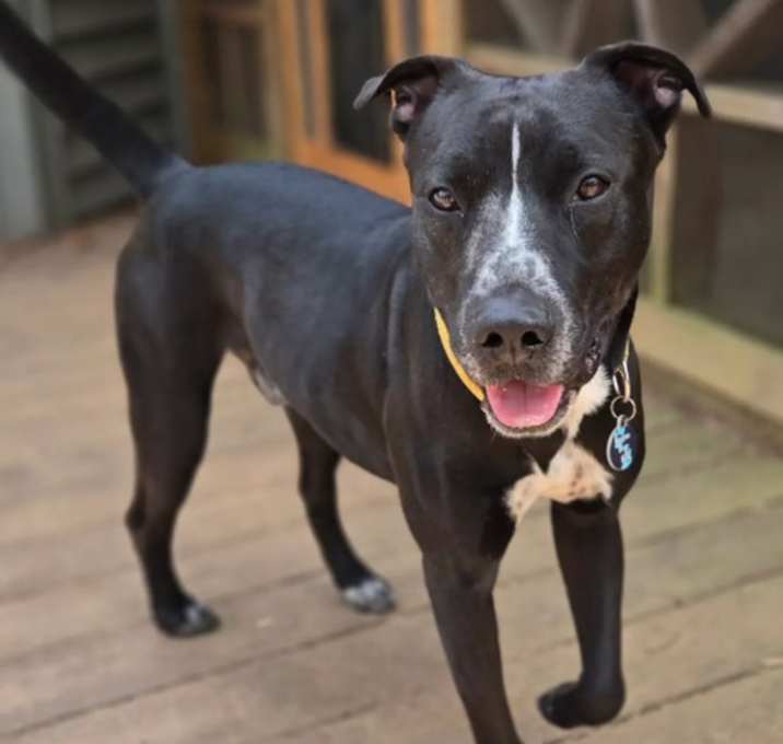 Photo of Scout