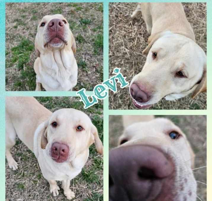 Photo of Levi