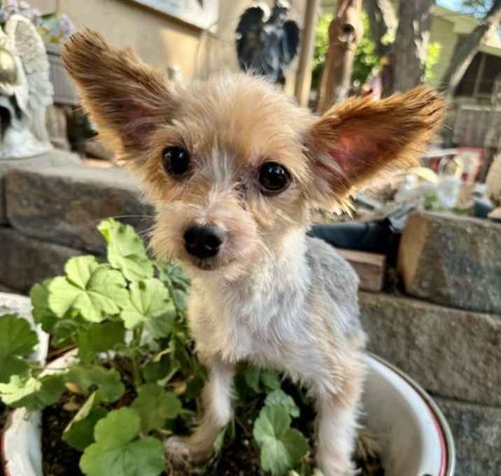 Photo of Chester