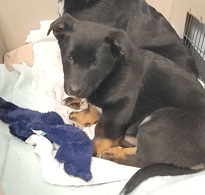 Photo of Starsky
