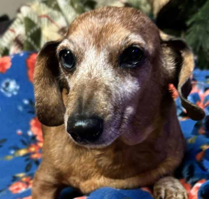 Photo of Peanut