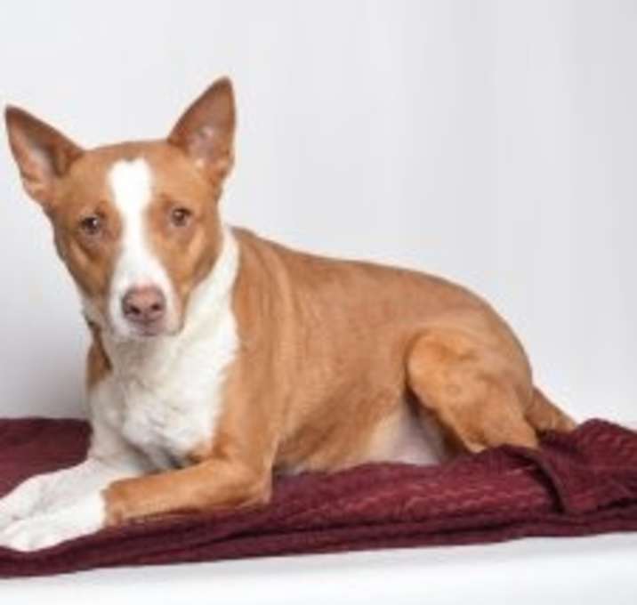 Photo of Shani