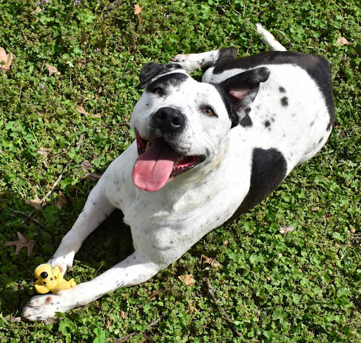 Photo of Petey
