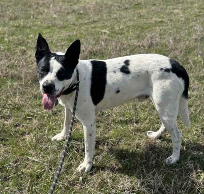 Photo of Cletus #9188