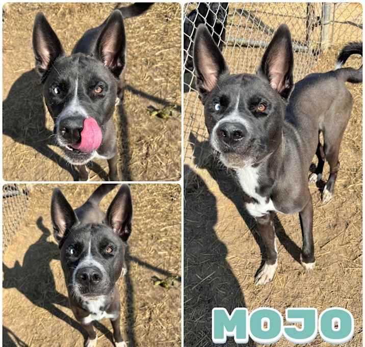 Photo of Mojo